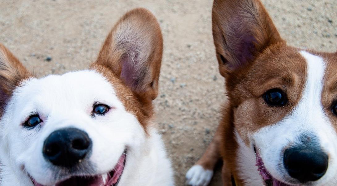 Девы встретят любовь, а Львы сменят имидж: гороскоп на неделю