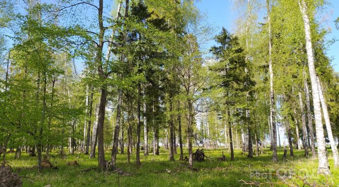 В Чепецком районе два подростка сбежали из лагеря и заблудились в лесу