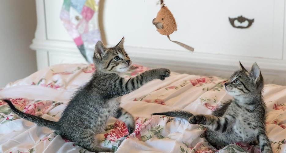 Раки будут охранять личную жизнь, а Водолеи наслаждаться стабильностью: гороскоп на неделю