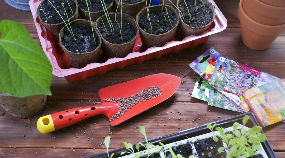 Союз садоводов обеспечил чепчан семенами