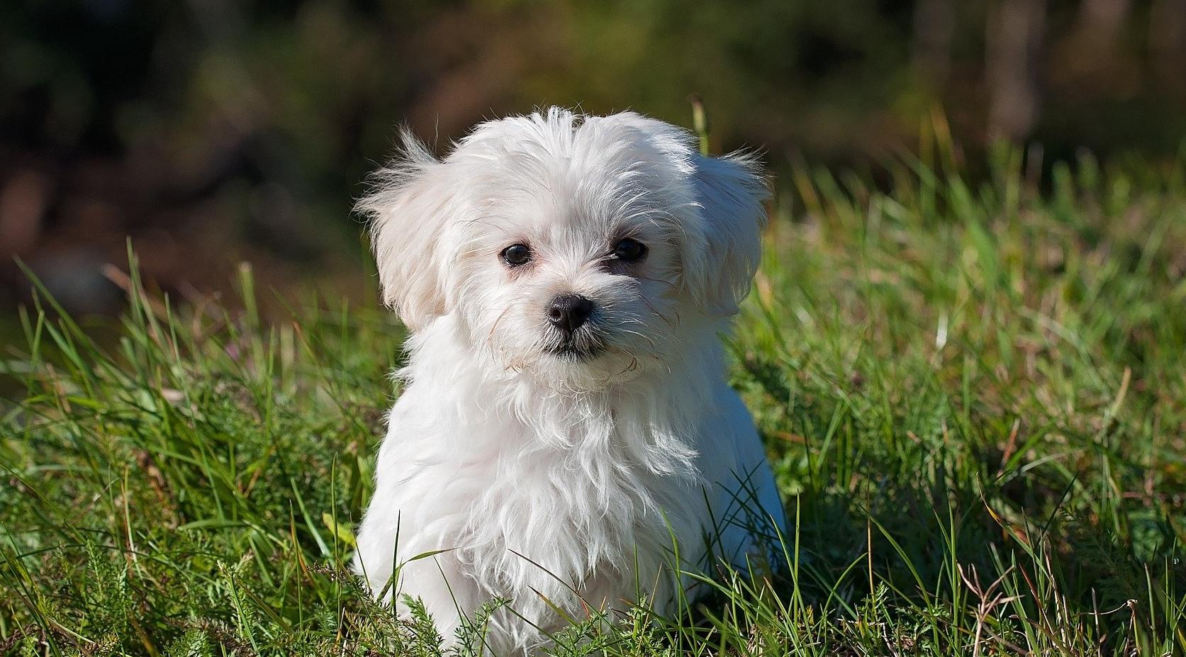 Тельцы ринутся на новые завоевания, а Овны займутся творчеством: гороскоп на воскресенье