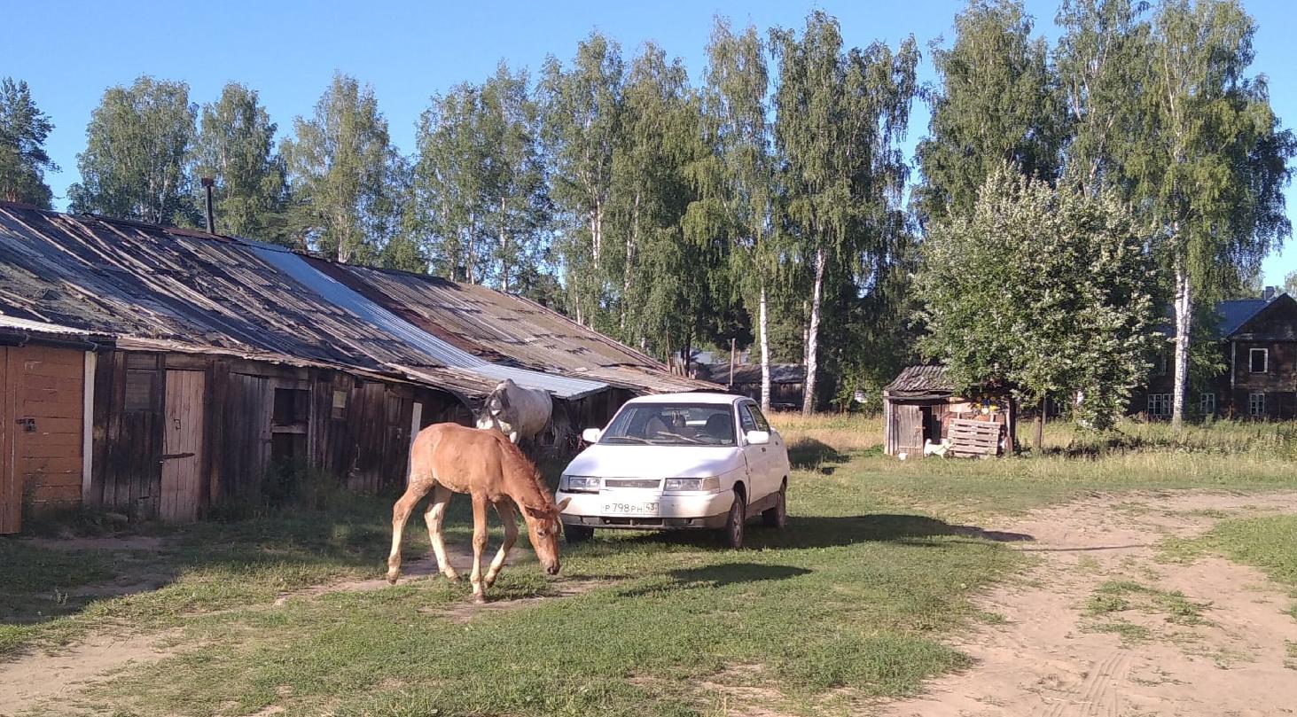 Жителей Каринторфа возмутили гуляющие по микрорайону лошади