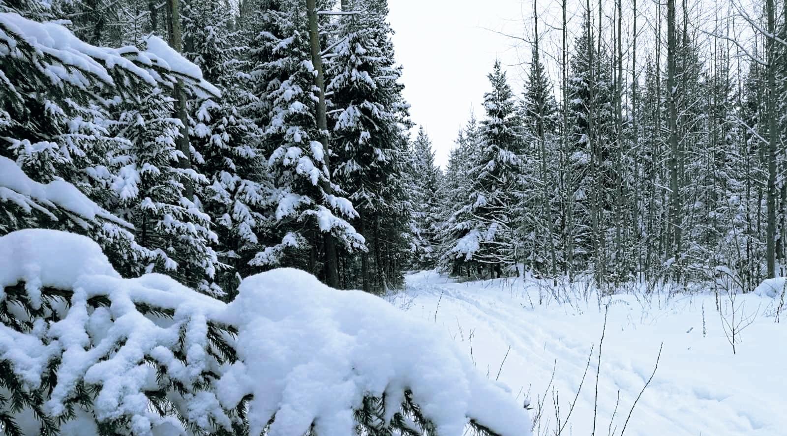 Ветрено и снежно: известен прогноз погоды в Кирово-Чепецке на выходные