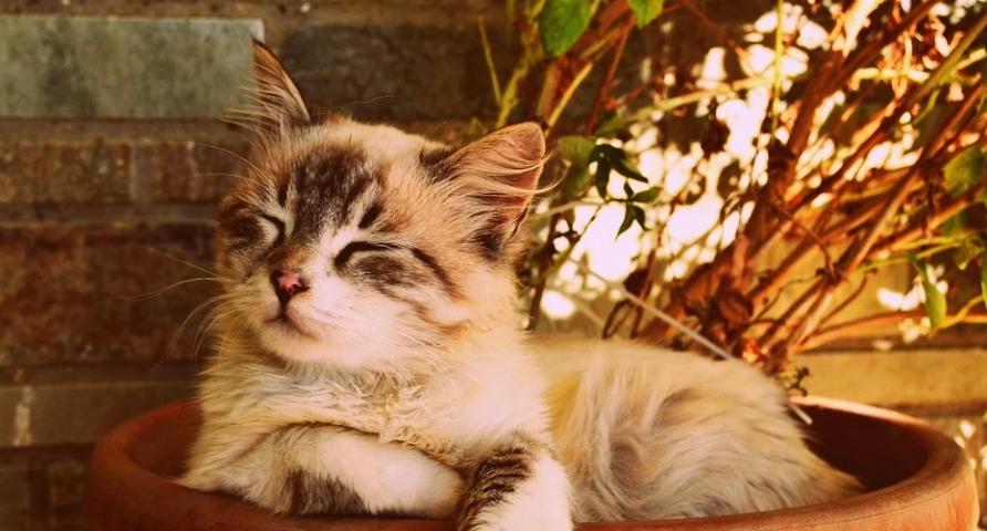 Тельцы докажут свой авторитет на работе, а Львы задумаются об отпуске: гороскоп на неделю