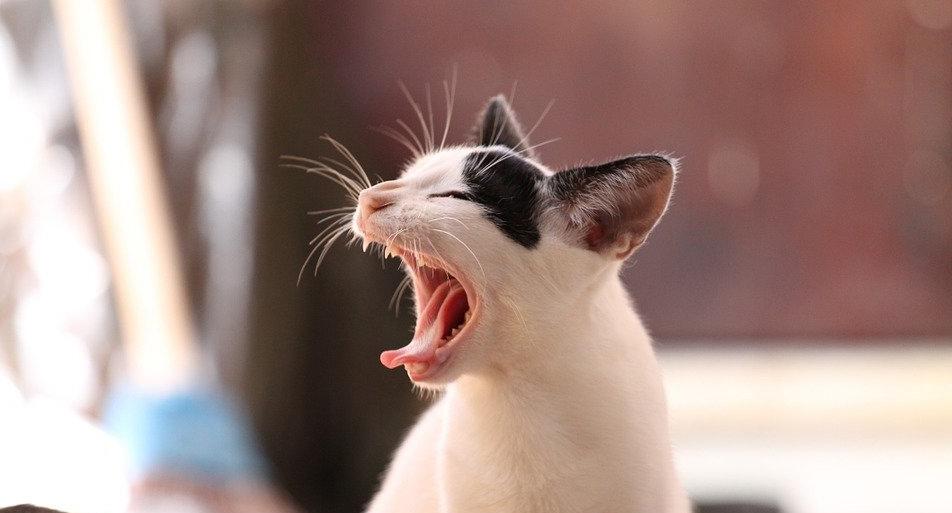 Овны рискуют потерять деньги, а Весам стоит ограничить себя в еде: гороскоп на выходные