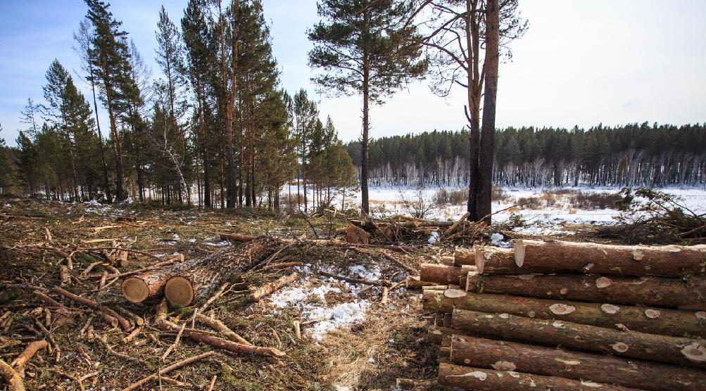 В Кирово-Чепецком районе обнаружили незаконную вырубку леса