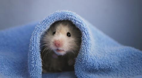 Дев ждет поездка, а Львам нужно разобраться в себе: гороскоп на субботу