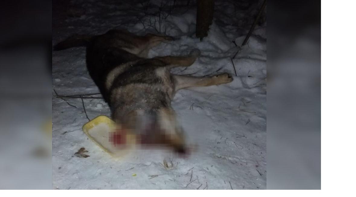 В Кирово-Чепецке жестоко убили собаку