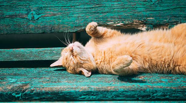 Львы займутся саморазвитием, а Девы будут склонны к конфликтам: гороскоп на выходные