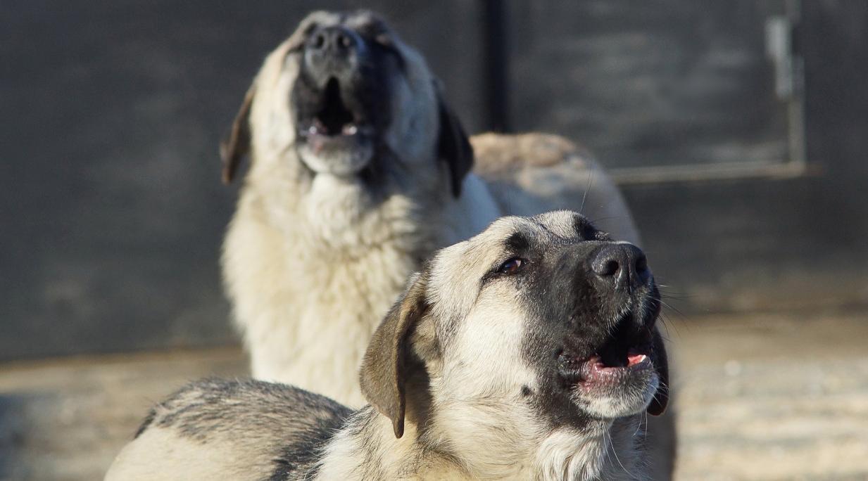 Надежда Сураева предложила изменить контракт по отлову животных