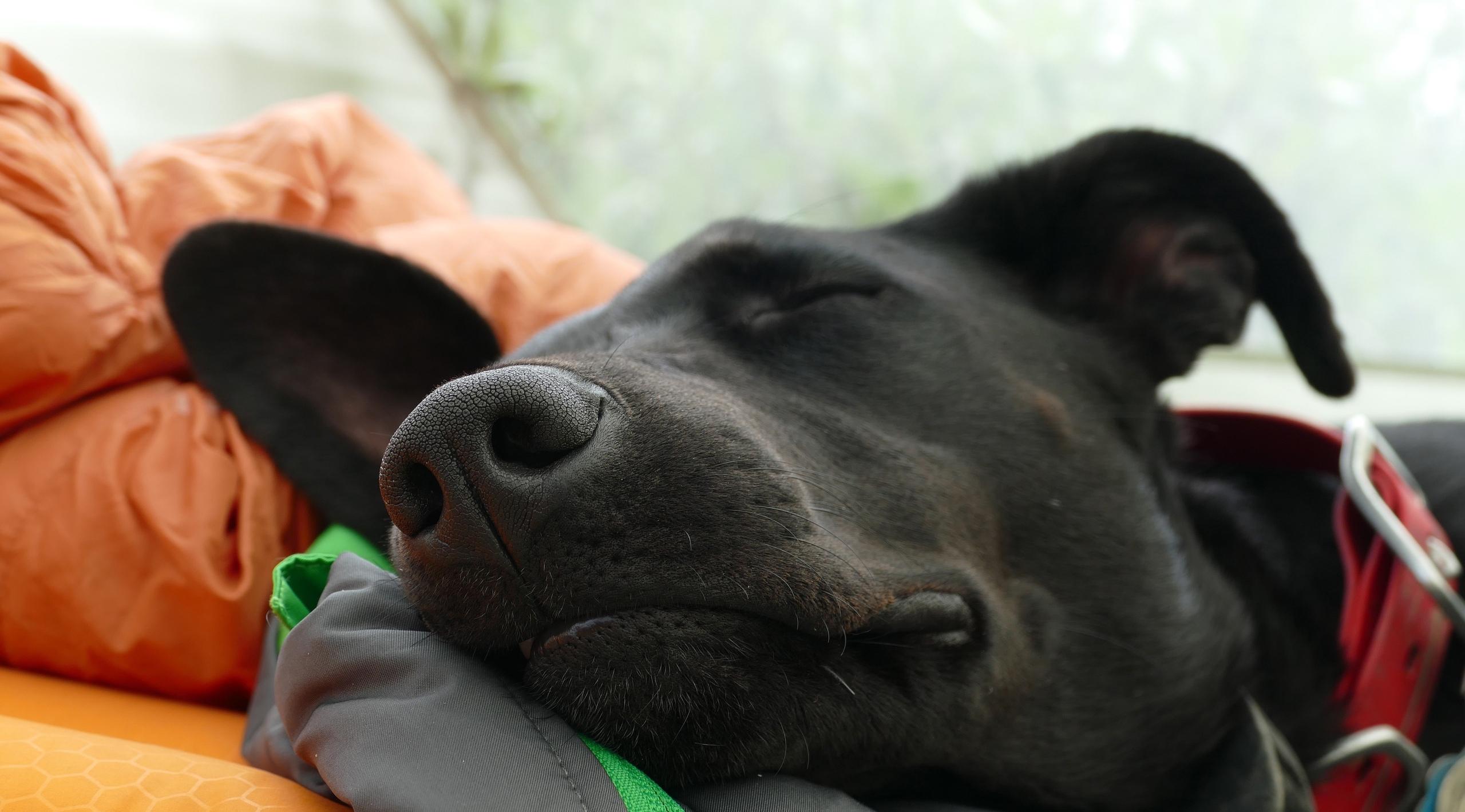 Львам стоит остерегаться завистников, а Рыбам как следует отдохнуть: гороскоп на вторник