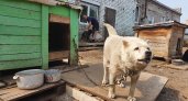 Сотрудники приютов рассказали, сколько бездомных собак отловили в Кирово-Чепецке