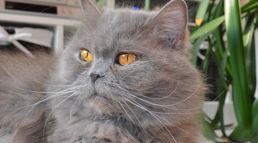 Девы займутся семейными вопросами, а Стрельцы станут «якорем»: гороскоп на воскресенье