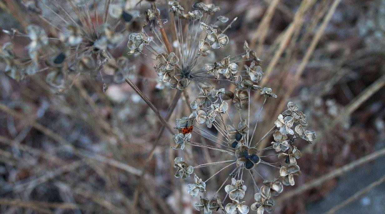 Синоптики обещают заморозки в Кировской области 31 мая и 1 июня
