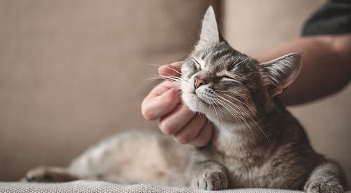 Овнам захочется веселья, а Скорпионов будут злить: гороскоп на четверг