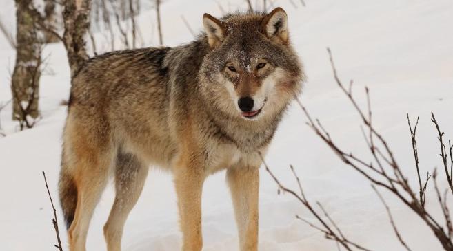 За год в Кировской области отловили 213 волков: какой из районов лидирует?