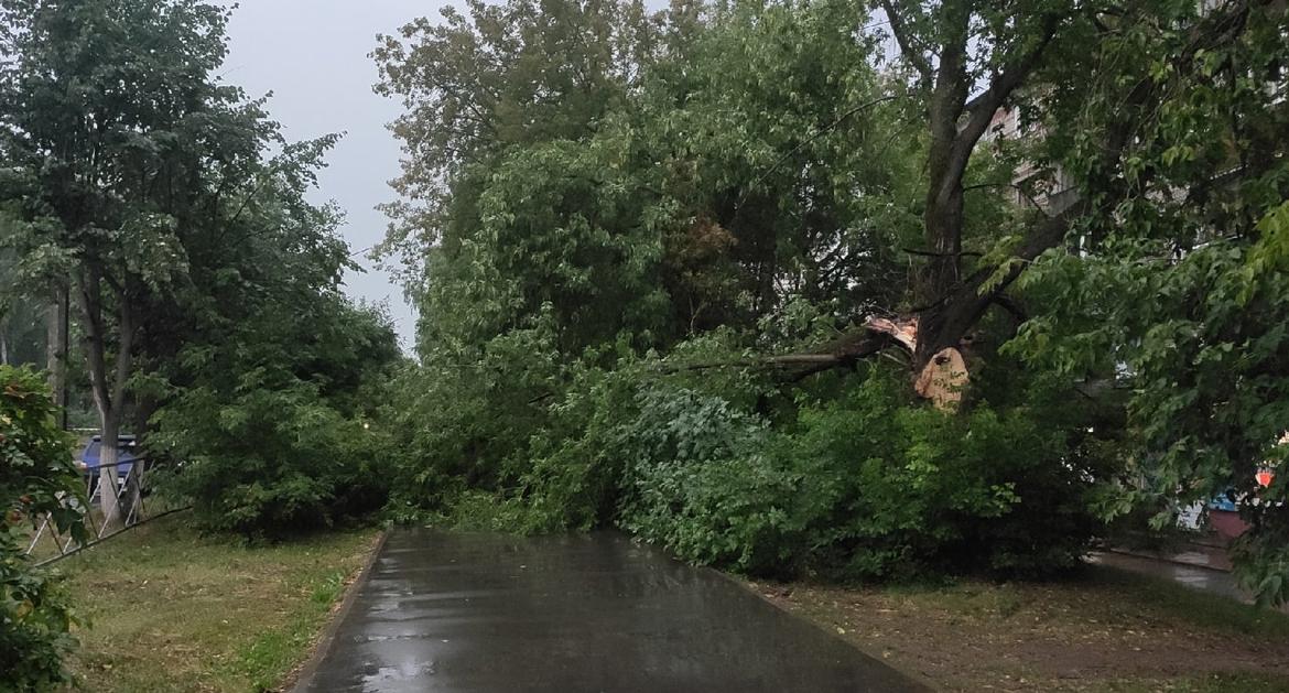 Что обсуждают в Кирово-Чепецке: новость о парке «Лихолесье» и последствия урагана