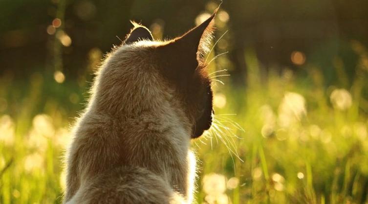 Девы займутся самосовершенствованием, а Весы знакомствами: гороскоп на воскресенье