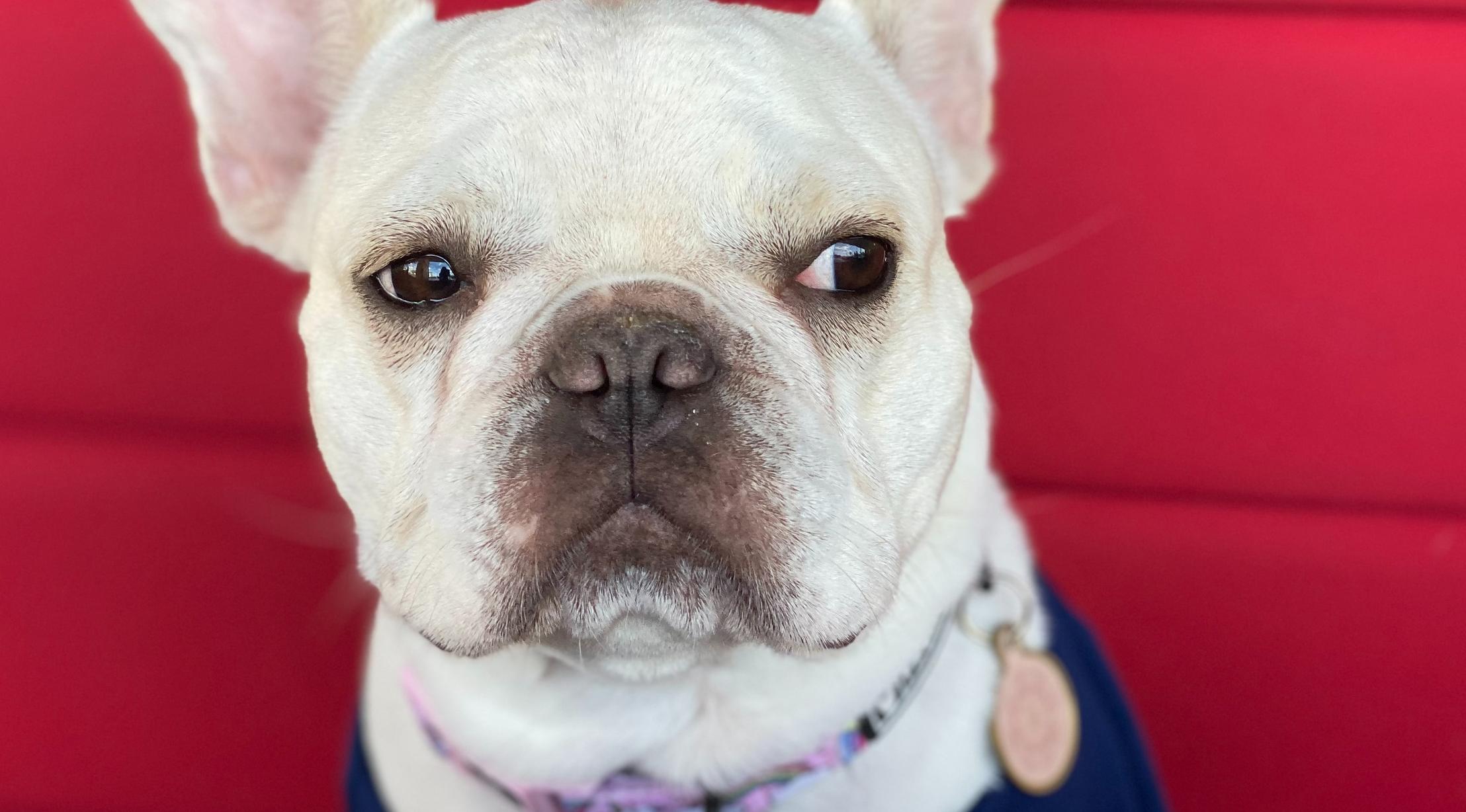 Овнов ждет слава, а Дев разные приятности: гороскоп на неделю для всех знаков зодиака