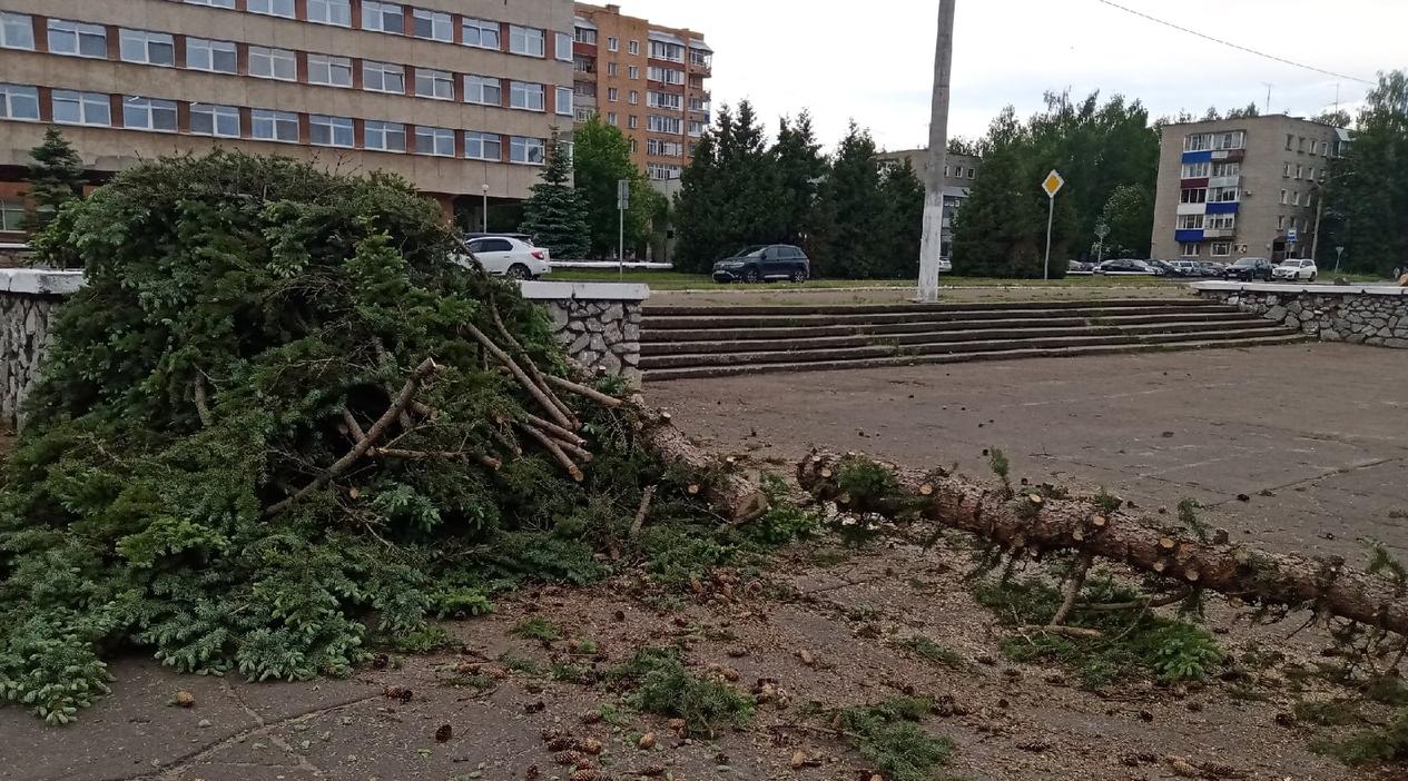 У здания администрации Кирово-Чепецка вырубают ели