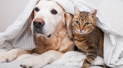 Девам нужно уделить время семье, а Львам - пересмотреть поведение: гороскоп на субботу