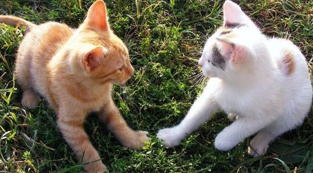 Тельцов посетит вдохновение, а Козероги будут мечтать об отдыхе: гороскоп на неделю