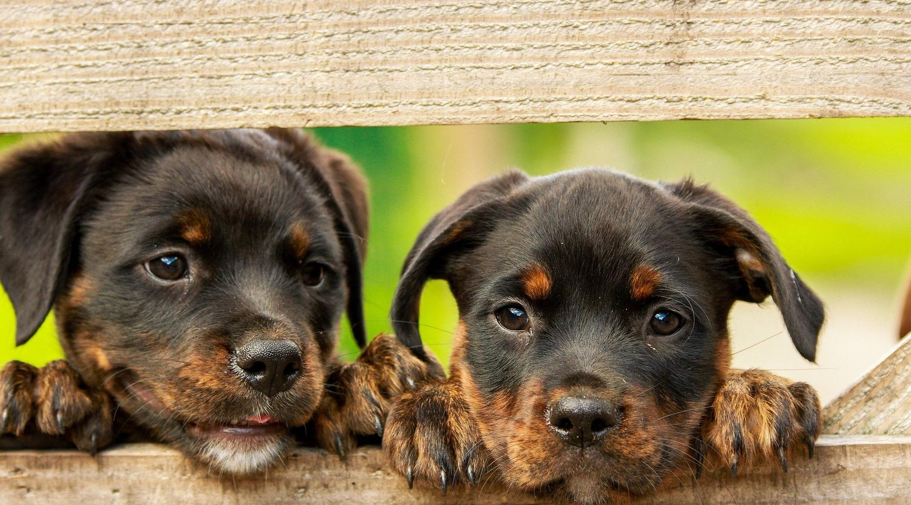 Тельцы увлекутся творчеством, а Близнецы окружат заботой родных: гороскоп на воскресенье