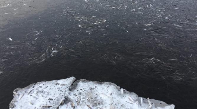 Чепецкое предприятие оштрафовали за загрязнение реки