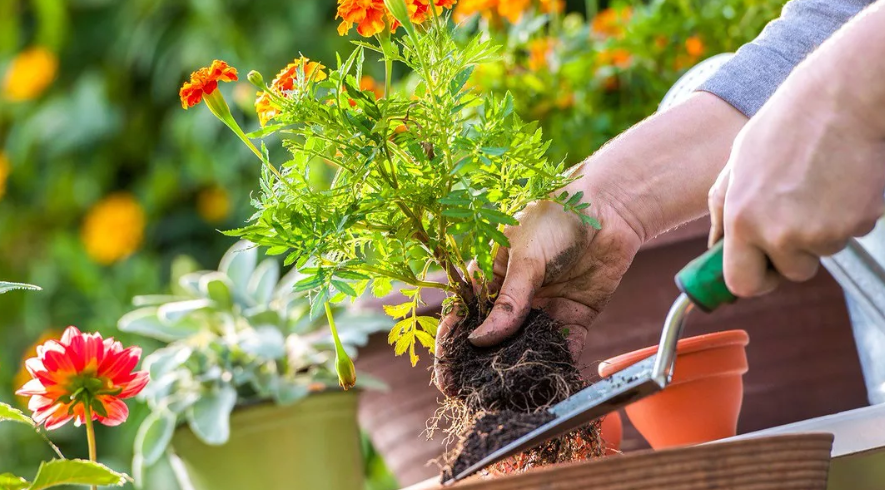 Центр социального обслуживания Кирово-Чепецка украсит территорию клумбами 