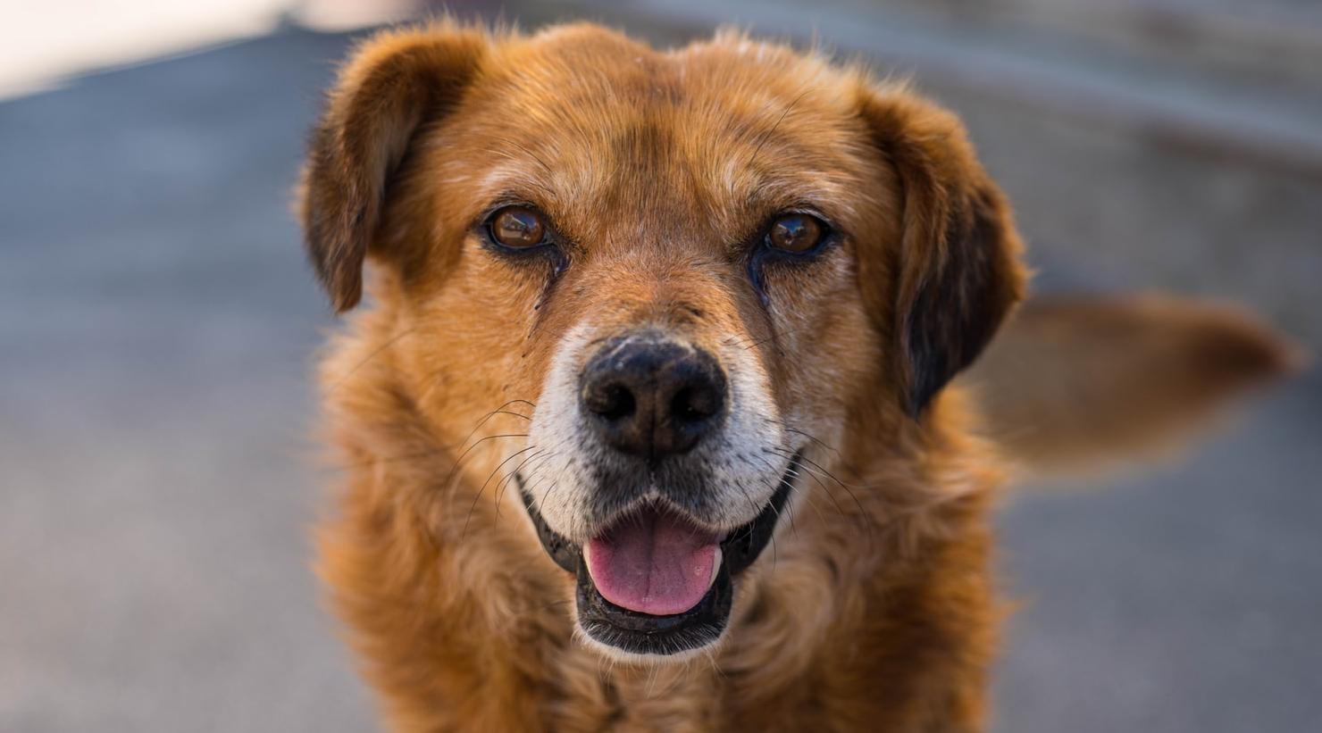 Козероги будут суетиться, а Тельцы успокоятся: гороскоп на субботу 