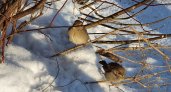 В Кировскую область возвращаются с зимовки птицы