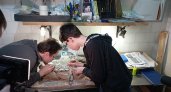 Юные палеонтологи нашли в Кирово-Чепецке древнего суперхищника