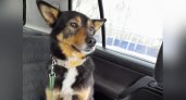 Настоящий Хатико: в Чепецке пес сложно пережил потерю хозяина