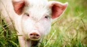 На границе с Кировской областью обнаружен очаг чумы свиней