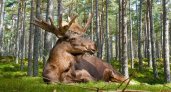 В Кировской области стартует сезон охоты на лосей