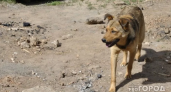 В Кировской области бездомная собака покусала ребенка