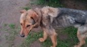 В Кировской области спасли собаку с вросшей в шею цепью