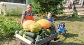 Кого выбрали чепчане в конкурсе "Чудо-урожай"?