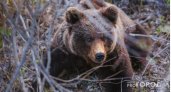 В Кировской области медведь напал на идущего домой мужчину