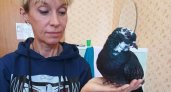 В Кировскую область семья беженцев привезла грача, двух голубок и кошку