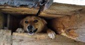 В Кировской области у администрации отсудили 15 тысяч из-за укушенного собакой ребенка