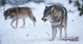 В Кировской области охотникам платят за добычу волков