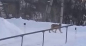 В одном из сел Кировской области рысь загрызла несколько животных