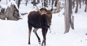 В Кировской области браконьер заплатил крупный штраф за убитого лося и остался без оружия