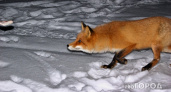 В Кировской области выявили случай бешенства у лисицы