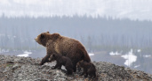 В Кировской области подростки испугались медвежьего рычания