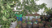  Чепчанин вырастил более 300 кустов конопли