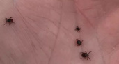За неделю более трех тысяч жителей Кировской области пострадали от клещей
