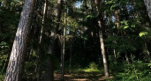 Житель Кировской области незаконно вырубил лес на 17 миллионов рублей 