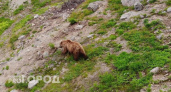 В Кировской области медведь изувечил женщину